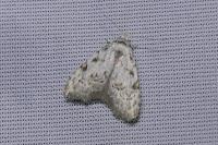 Nola confusalis