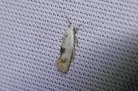 Elachista maculicerusella