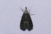 Schrankia costaestrigalis