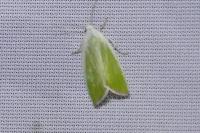 Earias clorana