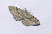 Peribatodes rhomboidaria