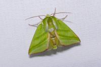 Pseudoips prasinanus