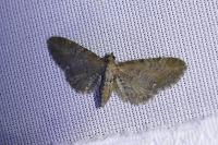 Eupithecia vulgata