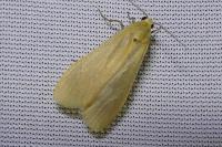 Wittia sororcula