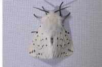 Spilosoma lubricipeda