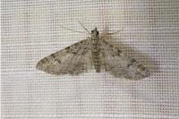 Gymnoscelis rufifasciata