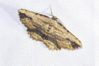 Menophra abruptaria