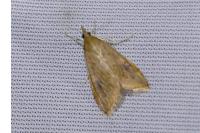 Udea ferrugalis