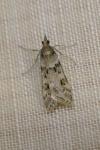 Eudonia angustea