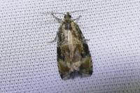 Celypha