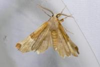Selenia lunularia