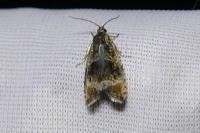 Celypha