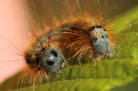 Malacosoma neustria