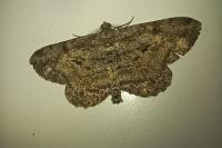 Peribatodes rhomboidaria