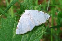 Lomographa bimaculata