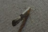Argyresthia spinosella