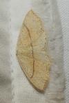 Cyclophora punctaria