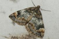 Dysstroma truncata