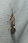 Esperia sulphurella