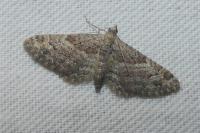 Gymnoscelis rufifasciata