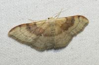 Idaea degeneraria