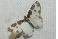 Lomaspilis marginata