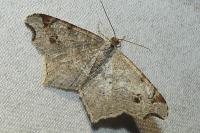 Macaria alternata