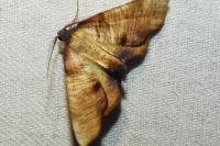 Plagodis dolabraria