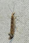 Plutella xylostella