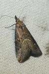 Schrankia costaestrigalis