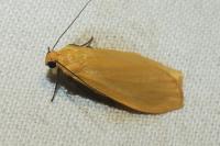 Wittia sororcula