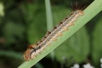 Euthrix potatoria