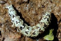Catocala promissa