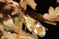 Alabonia geoffrella