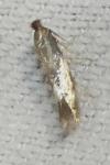 Bucculatrix nigricomella