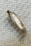 Bucculatrix nigricomella