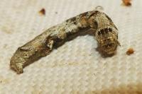 Ectropis crepuscularia