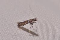 Dialectica imperialella