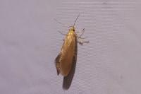 Crassa unitella