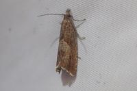 Dichrorampha acuminatana