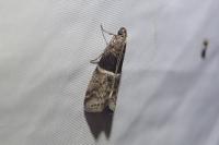 Elegia atrifasciella