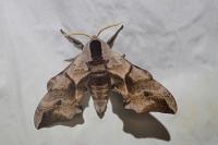 Smerinthus ocellatus