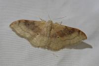 Idaea degeneraria