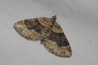 Xanthorhoe ferrugata