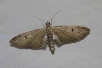 Eupithecia innotata