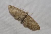 Eupithecia abbreviata