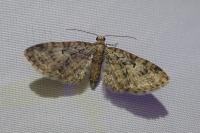 Eupithecia dodoneata