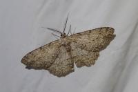 Hypomecis punctinalis