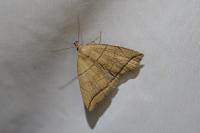 Herminia grisealis