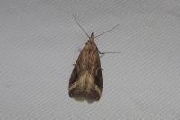 Schrankia costaestrigalis